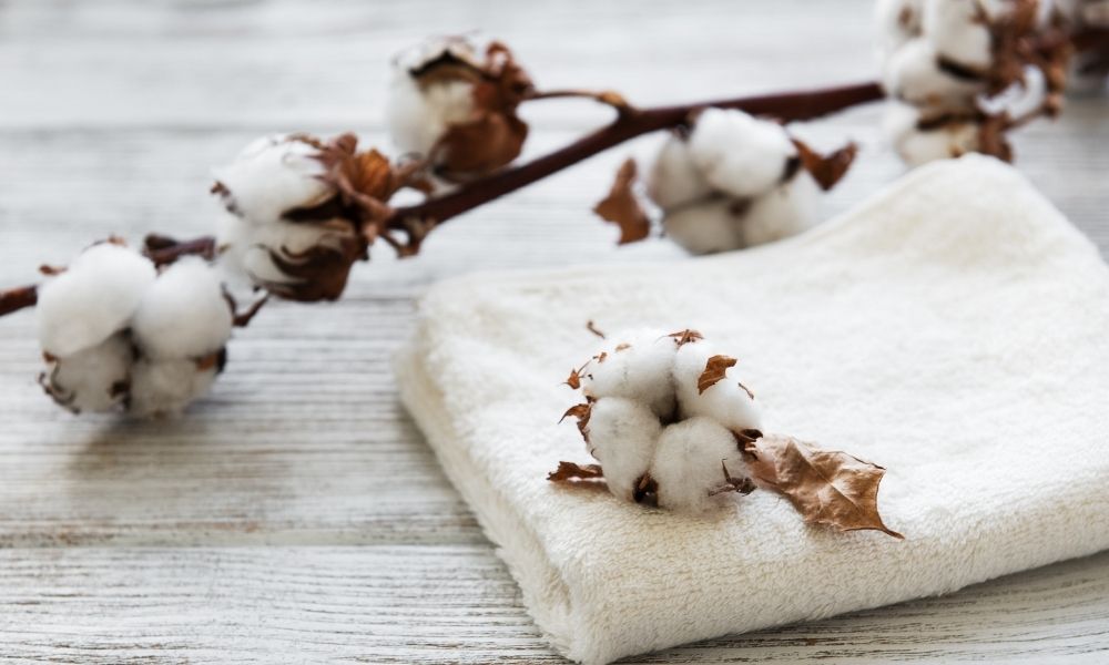 Organic vs. Conventional Cotton: The Differences